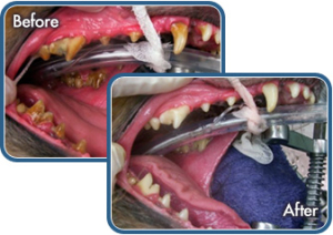 Before & After Professional Dentistry