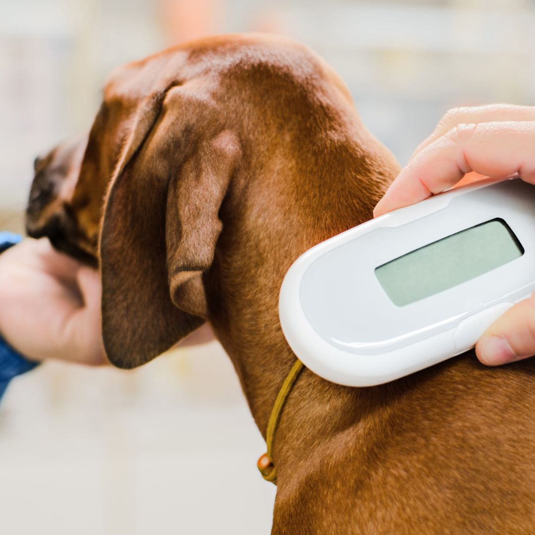 a vet scaninig microchip for dog