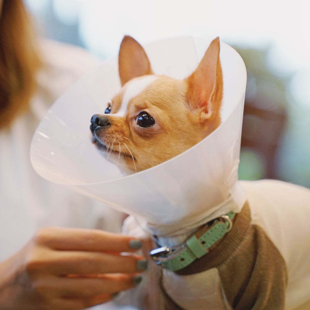 a small dog wearing a cone