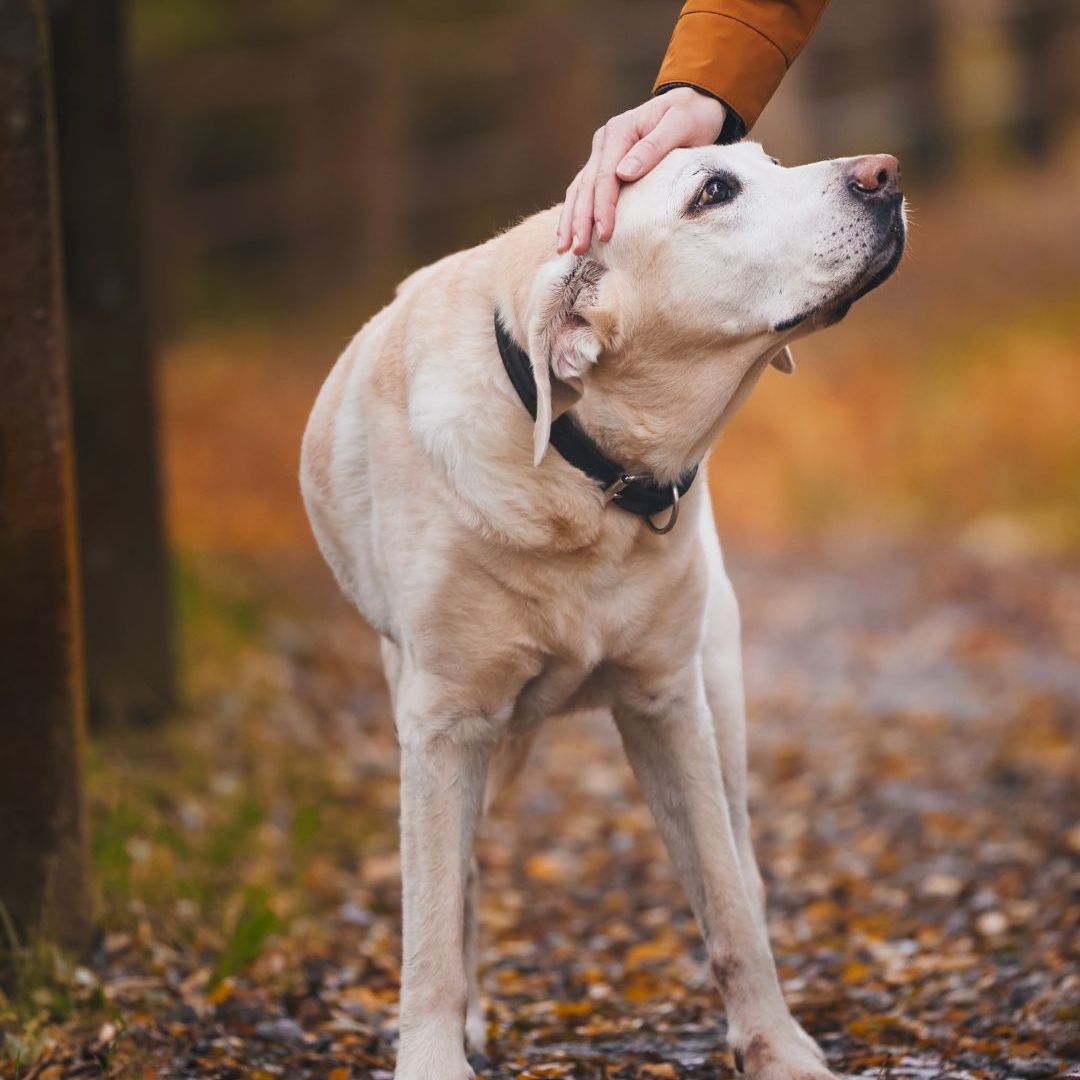 Man stroking his old dog