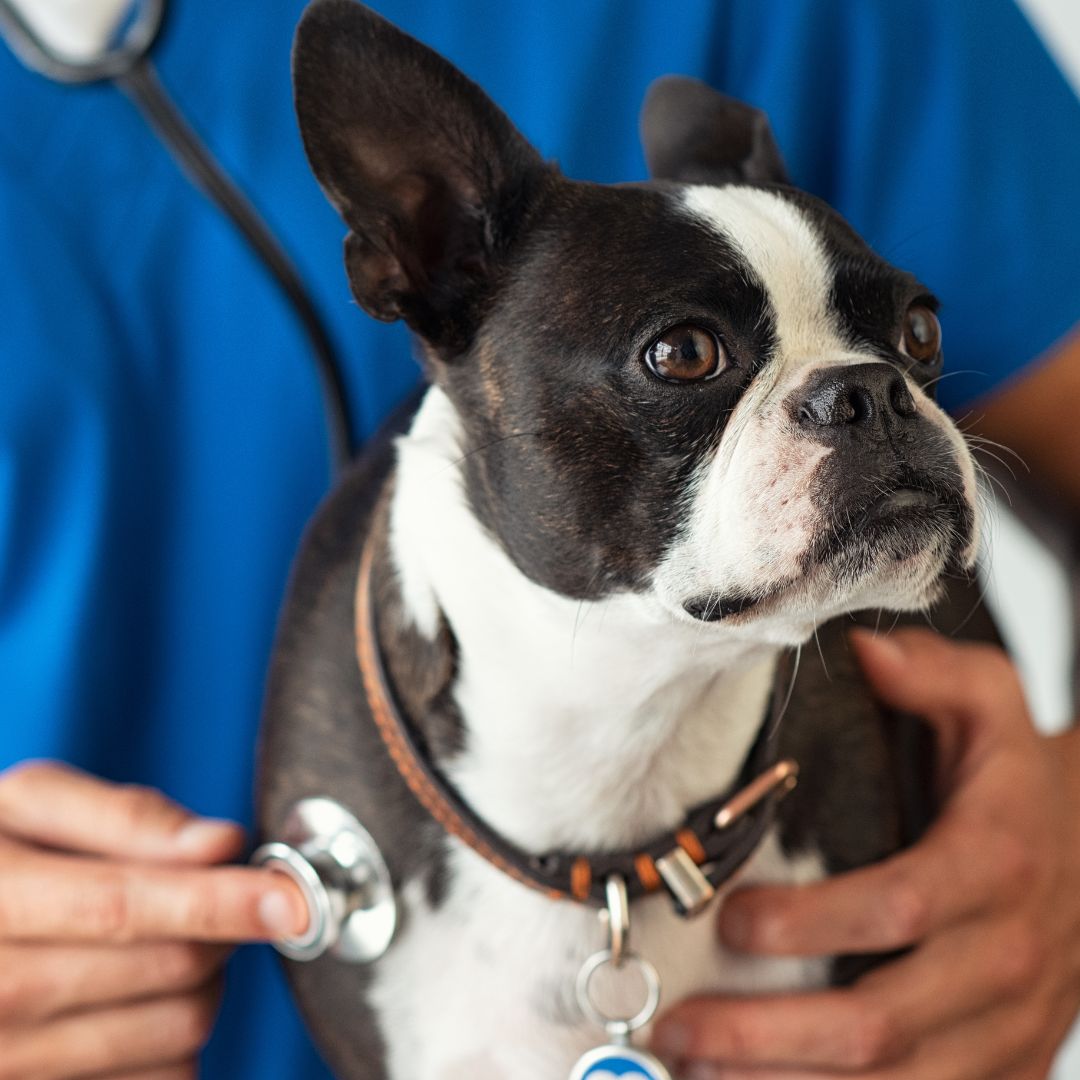 a vet checking of a dog