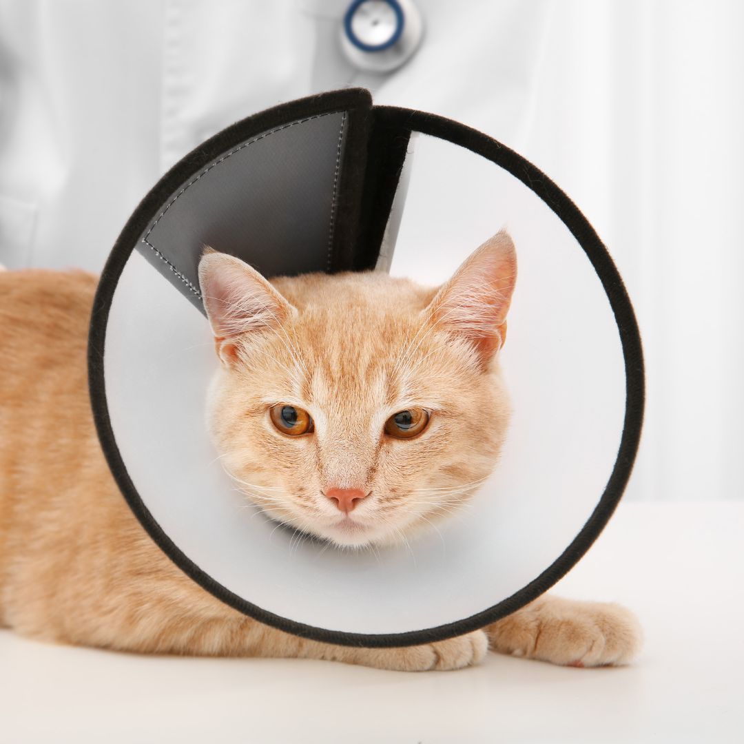 a cat wearing a cone