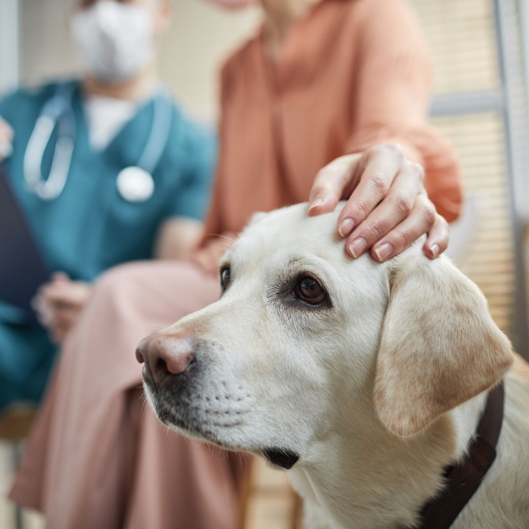 a dog sitting with vet