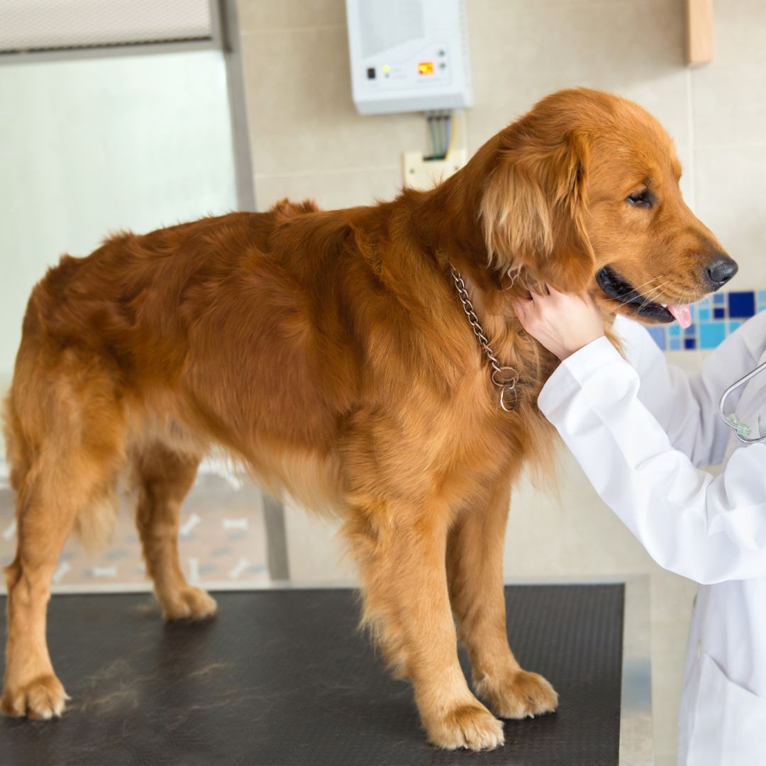 Vet examining a dog