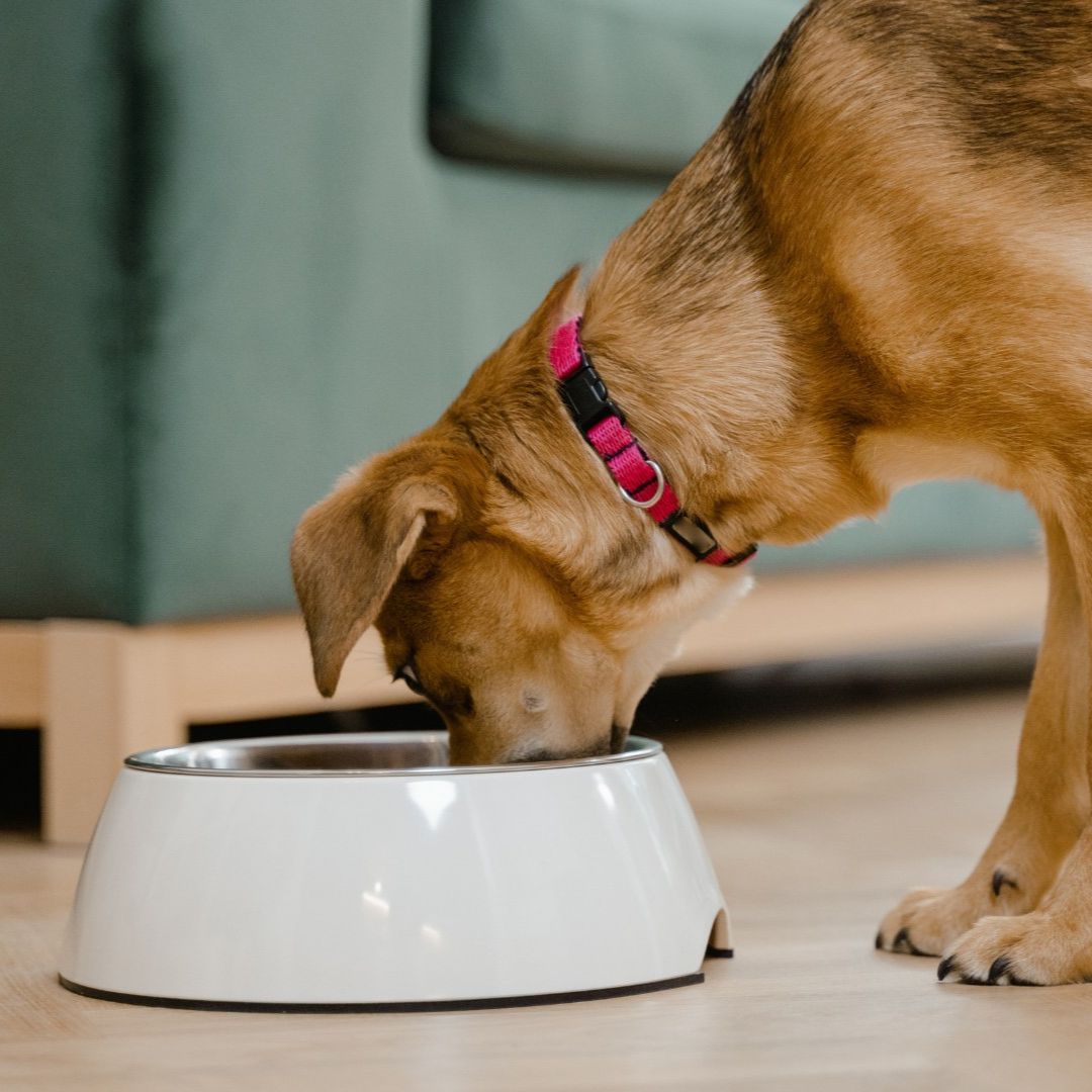 a dog eating food