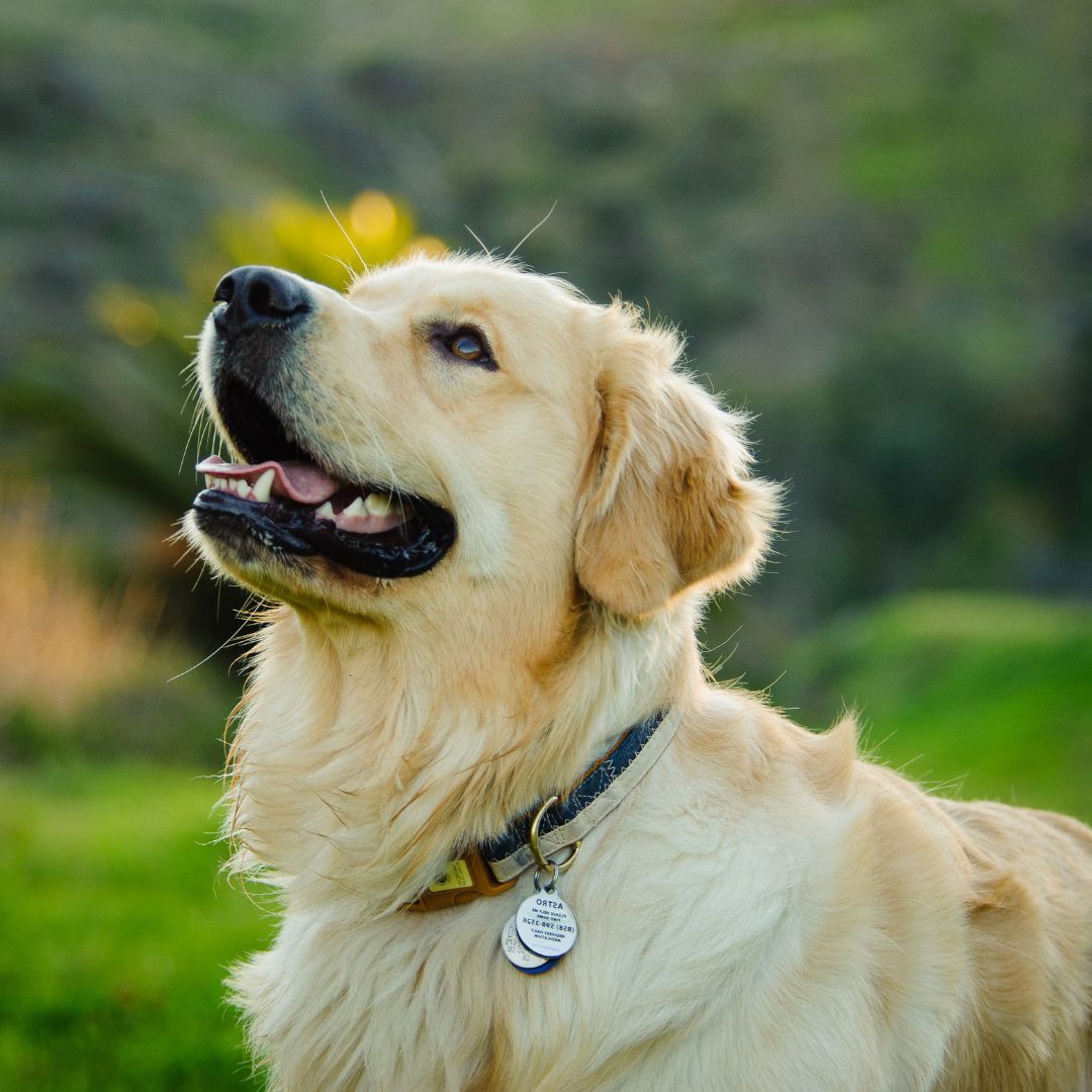 a dog looking up