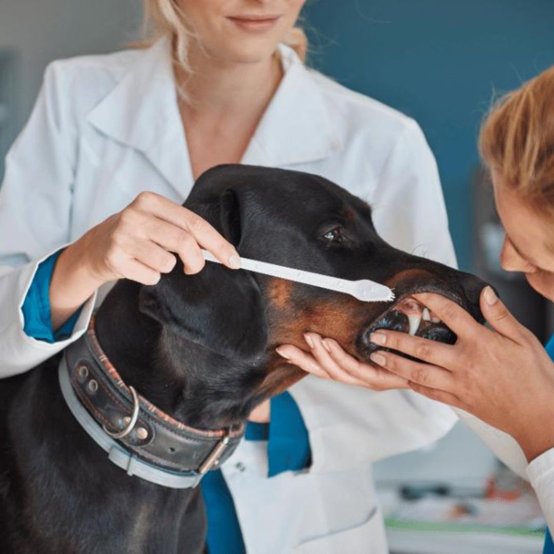 a vet brushing of a dog