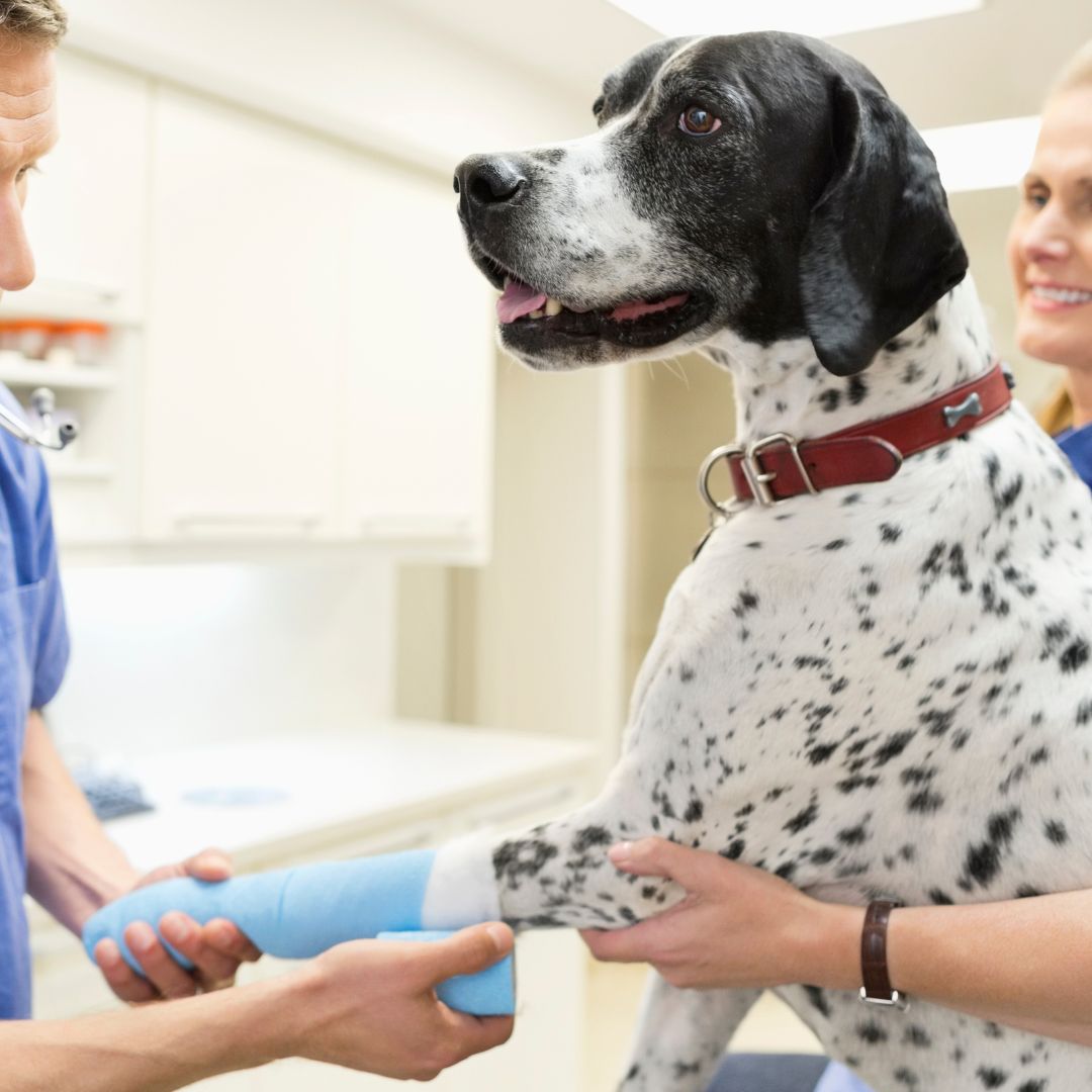 a dalmatian dog is being held by a vet