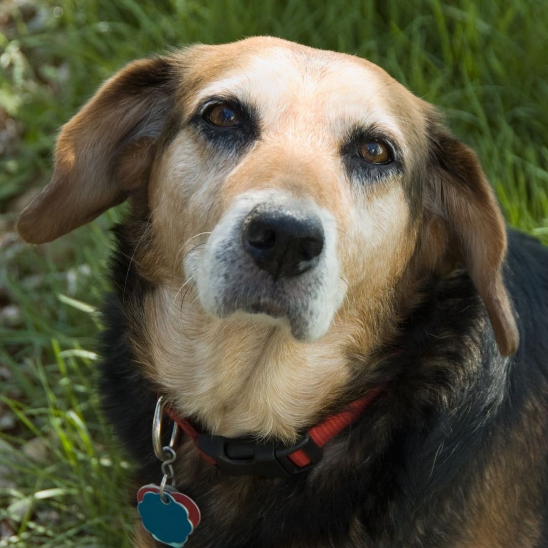 a dog looking up