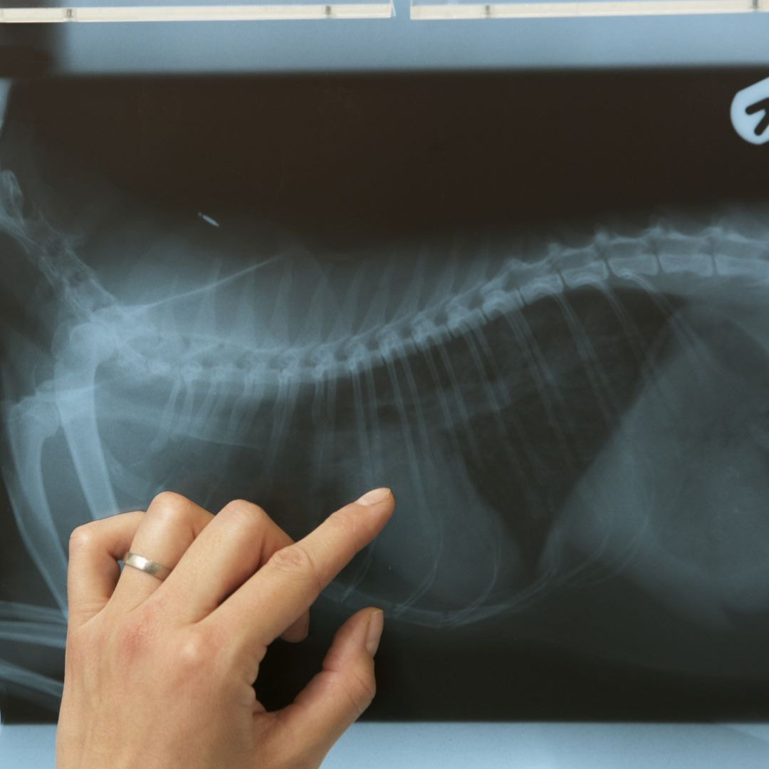 pet x-ray pointing