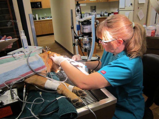 woman working on teeth