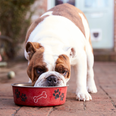 bulldog eating