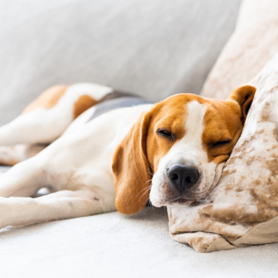 sleepy beagle